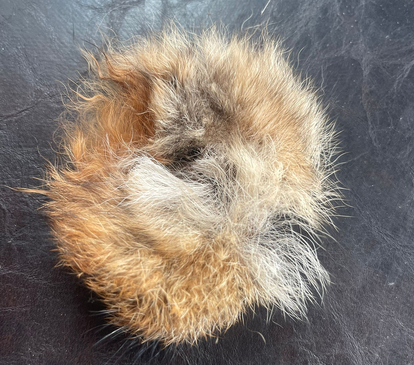 Kurt büzüğü ürünü